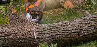 Best Palm Tree Trimming  in Atwater, CA