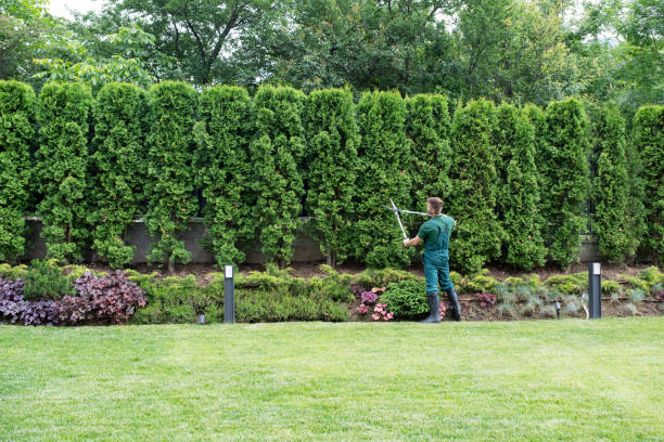 Best Tree Cabling and Bracing  in Atwater, CA