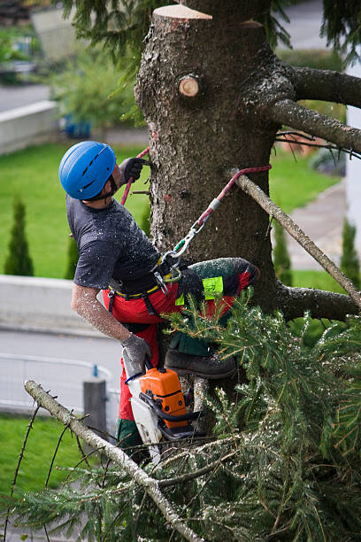 Best Lawn Maintenance Plans  in Atwater, CA
