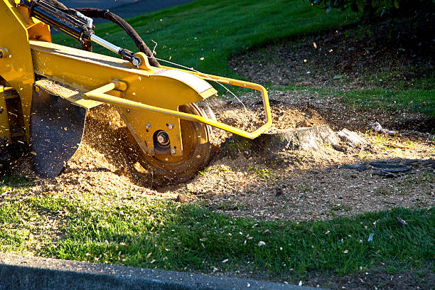 Best Tree Maintenance Programs  in Atwater, CA