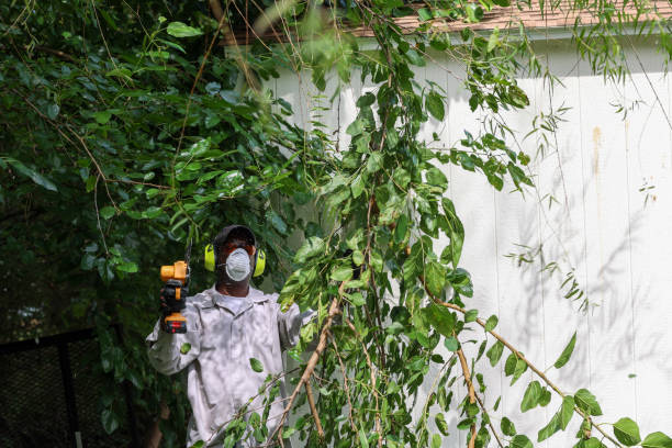 Reliable Atwater, CA Tree Services Solutions