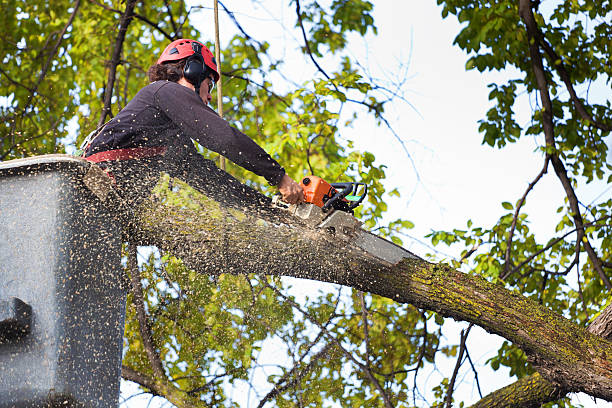 Best Tree Removal  in Atwater, CA